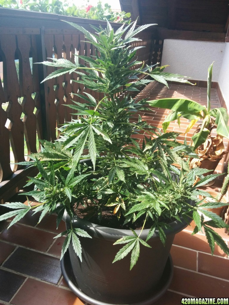 Northern Light - plant 1