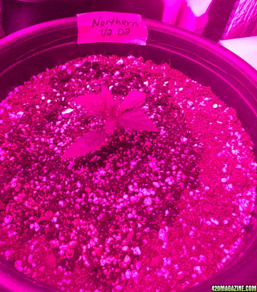 Northern Light Week 1