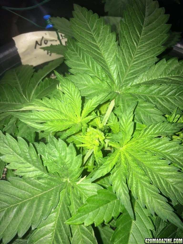 Northern Light Week 3