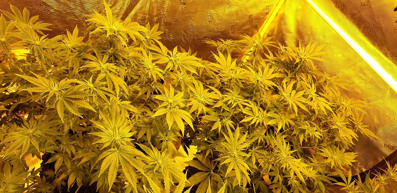 Northern lights 00 seeds