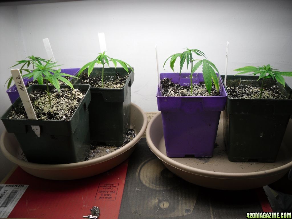 Northern Lights 2 Clones