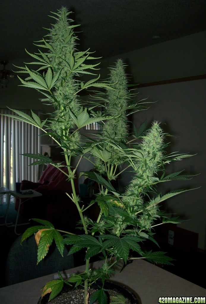 Northern Lights #5 Plant