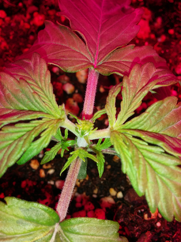 Northern Lights Auto Day 10 - #1 - FIM