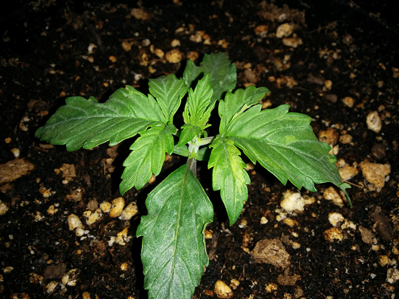 Northern Lights Auto Day 10 - #1