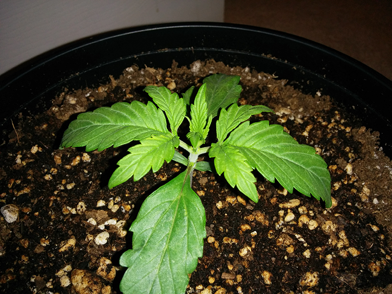 Northern Lights Auto Day 10 - #2