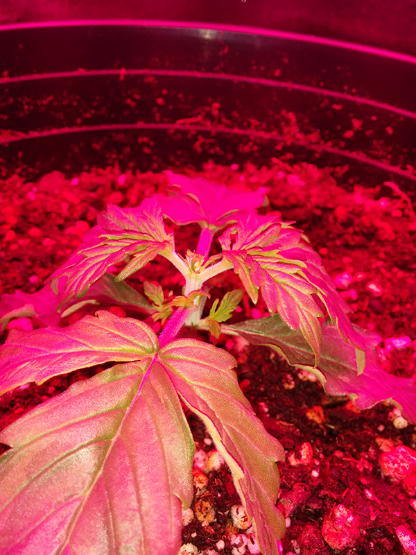 Northern Lights Auto Day 12 - #1 - FIM 2