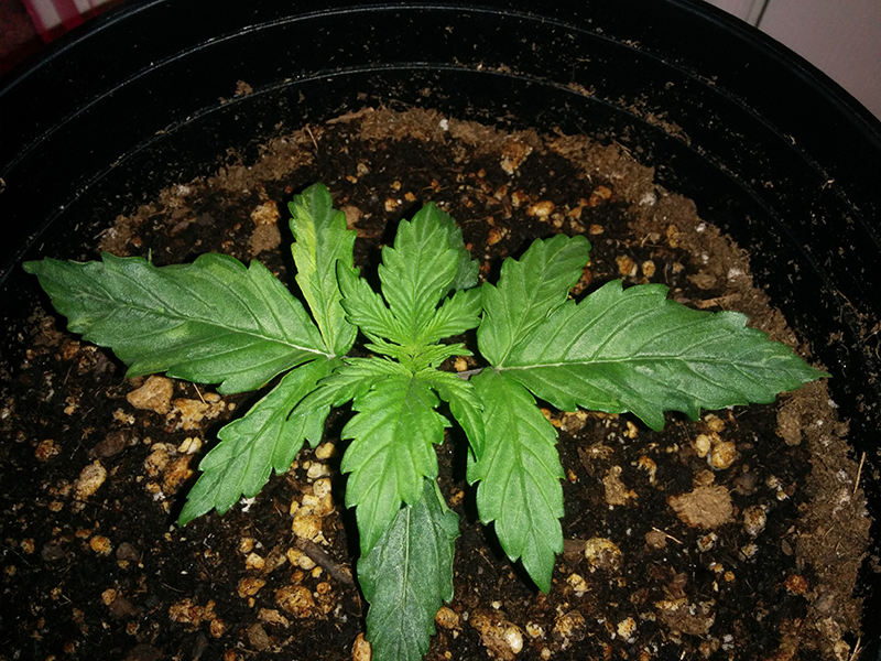 Northern Lights Auto Day 12 - #1 - Pic 1