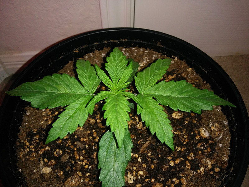 Northern Lights Auto Day 12 - #2 - Pic 1