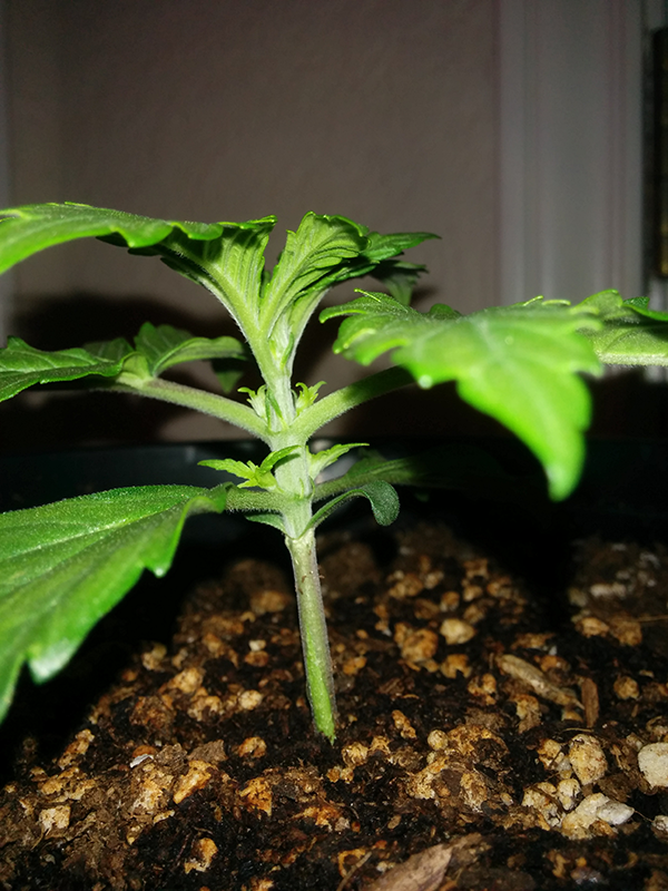 Northern Lights Auto Day 12 - #2 - Pic 2