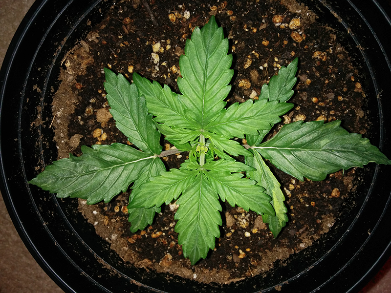 Northern Lights Auto Day 14 - #1 Pic 1