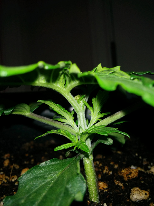 Northern Lights Auto Day 14 - #1 Pic 2