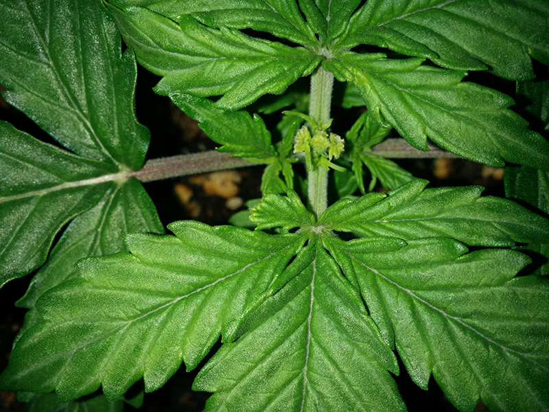 Northern Lights Auto Day 14 - #1 Pic 3