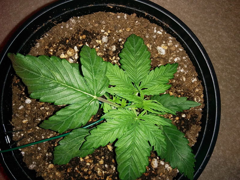 Northern Lights Auto Day 14 - #2 Pic 1