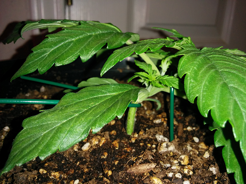 Northern Lights Auto Day 14 - #2 Pic 2