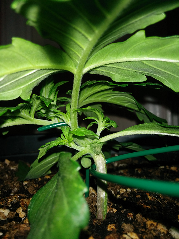 Northern Lights Auto Day 14 - #2 Pic 4