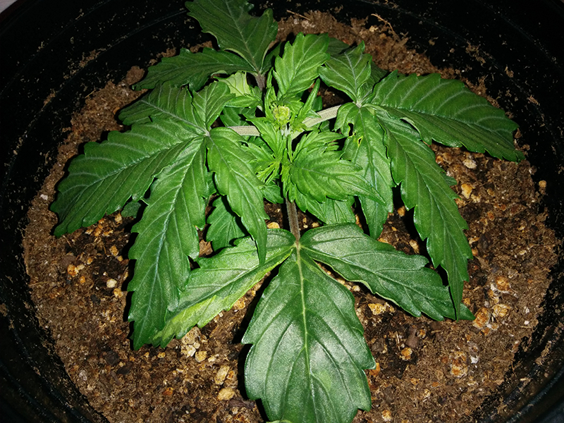 Northern Lights Auto Day 16 - #1 Pic 1