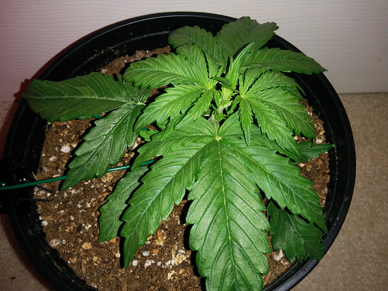 Northern Lights Auto Day 16 - #2 Pic 1