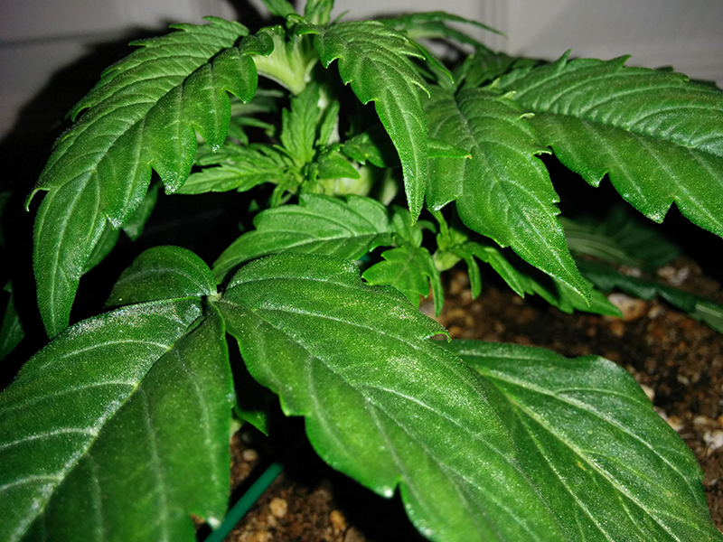 Northern Lights Auto Day 16 - #2 Pic 2