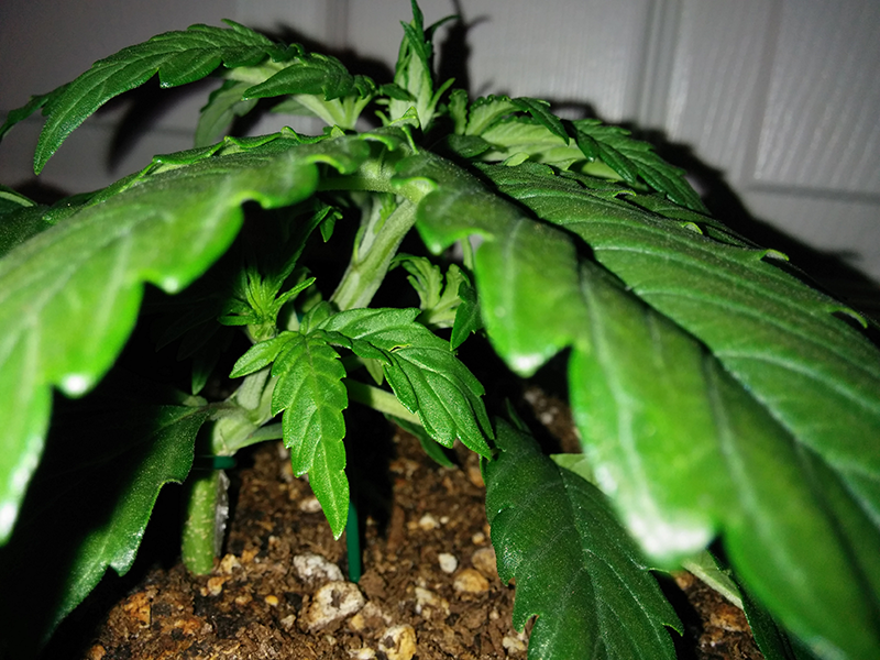 Northern Lights Auto Day 16 - #2 Pic 3