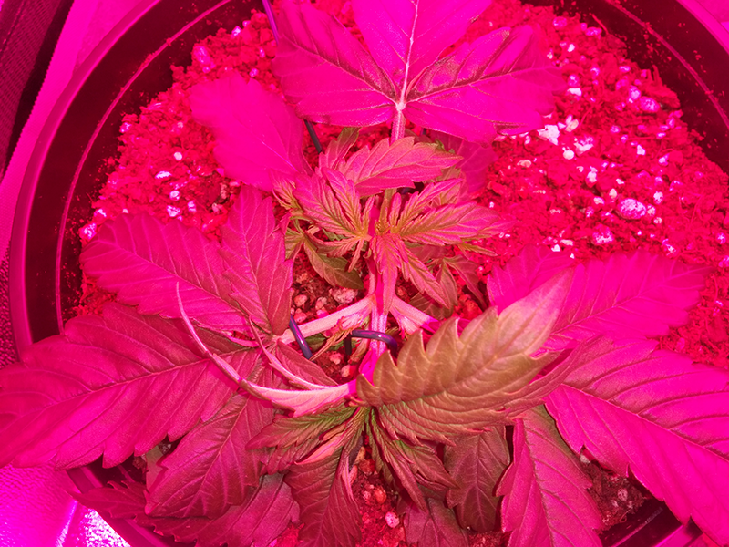 Northern Lights Auto Day 16 - #2 Pic 6