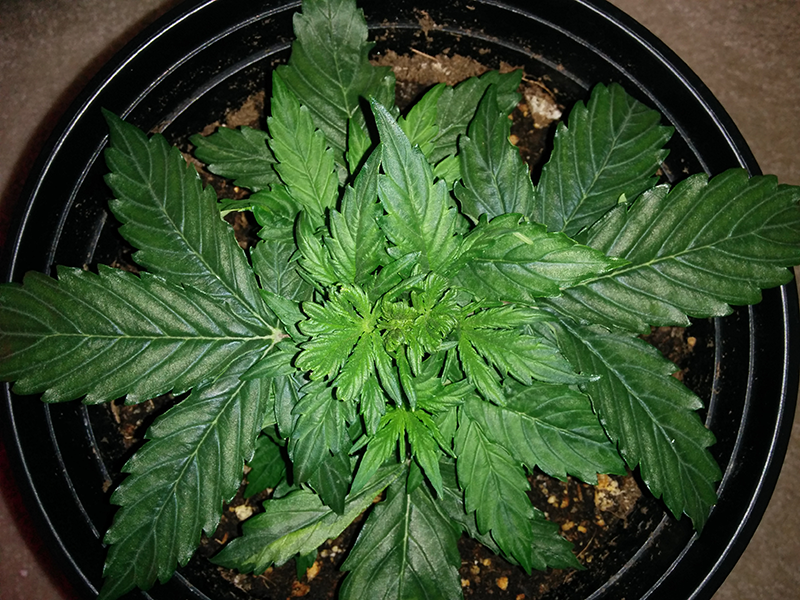 Northern Lights Auto Day 19 - #1 Pic 1