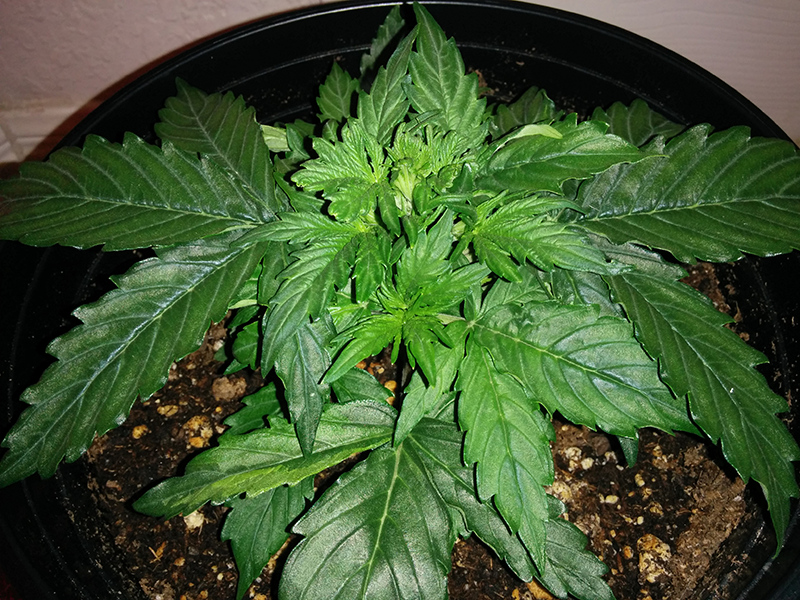 Northern Lights Auto Day 19 - #1 Pic 2