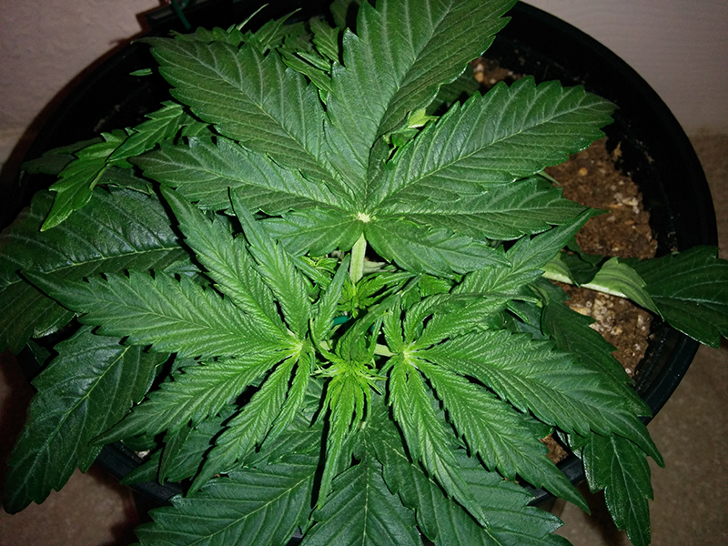 Northern Lights Auto Day 19 - #2 Pic 1