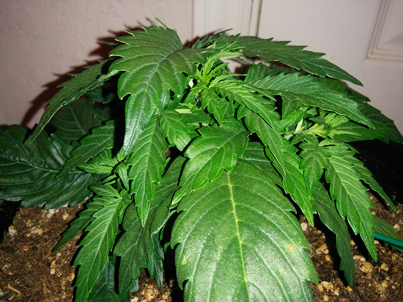 Northern Lights Auto Day 19 - #2 Pic 2