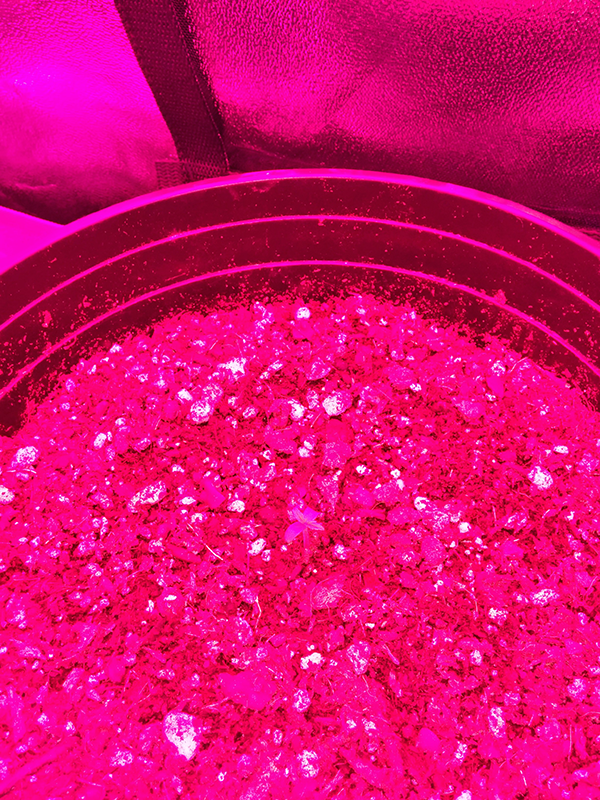 Northern Lights Auto Day 2 - #1