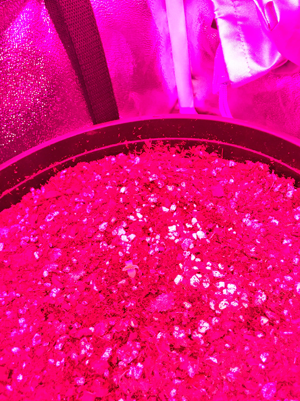 Northern Lights Auto Day 2 - #2