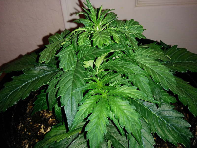 Northern Lights Auto Day 21 - #1 Pic 2