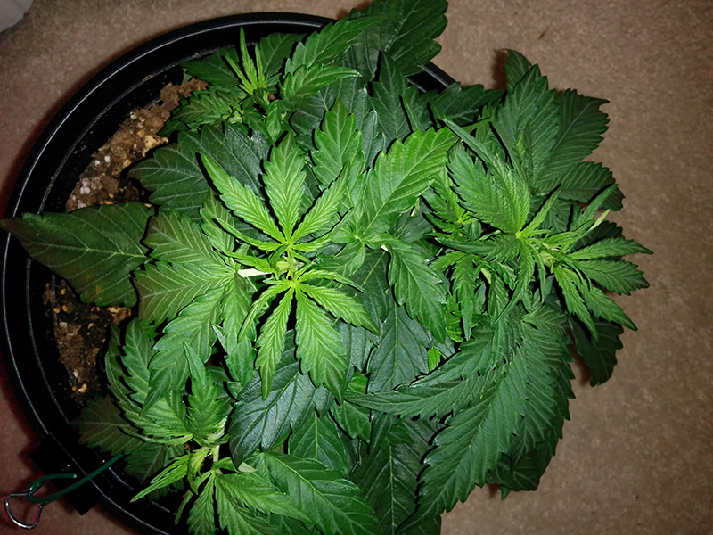 Northern Lights Auto Day 21 - #2 Pic 1