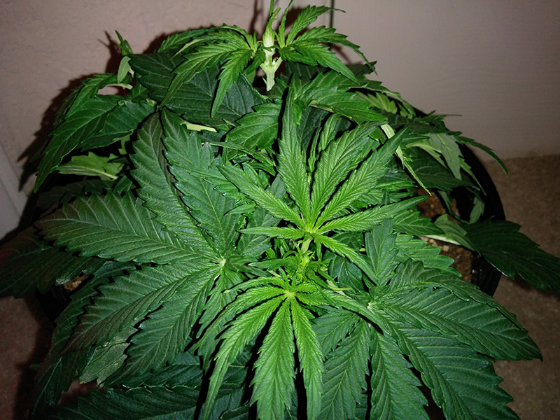 Northern Lights Auto Day 21 - #2 Pic 2