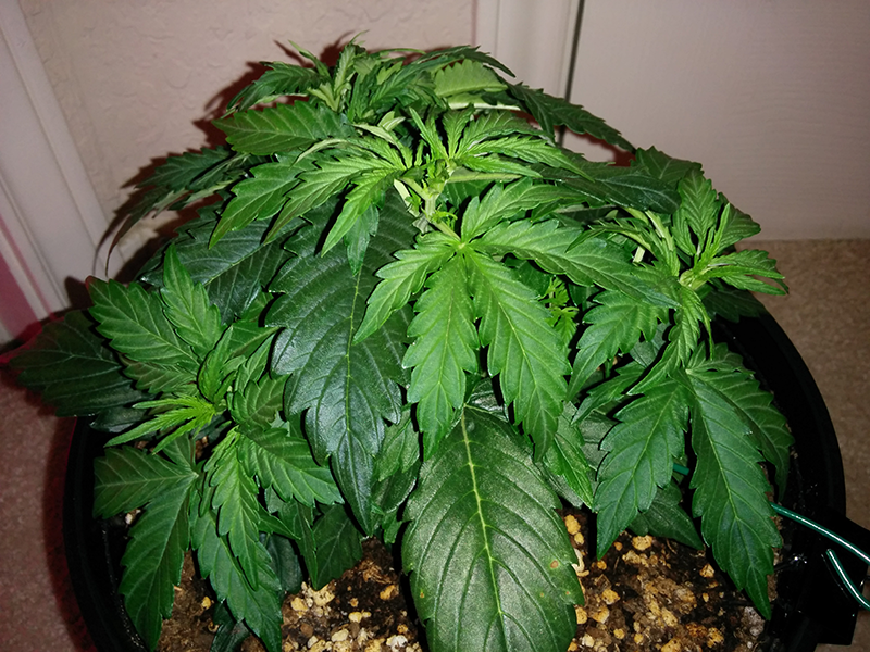 Northern Lights Auto Day 21 - #2 Pic 3