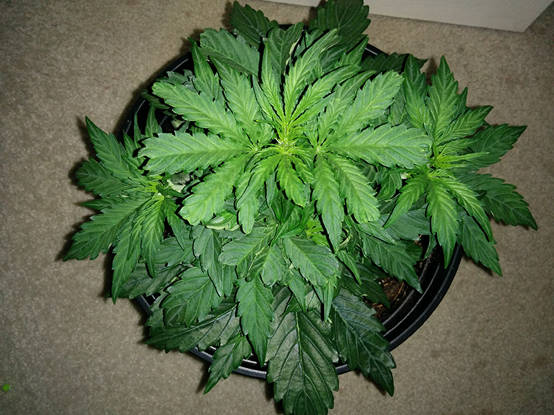 Northern Lights Auto Day 23 - #1 Pic 1