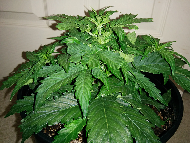 Northern Lights Auto Day 23 - #1 Pic 4