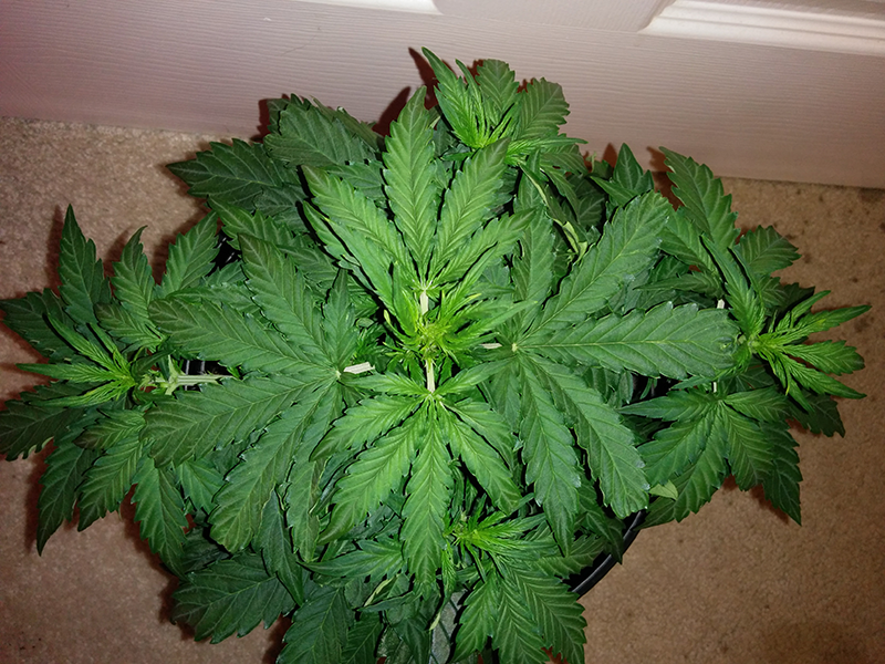 Northern Lights Auto Day 25 - #1 Pic 1