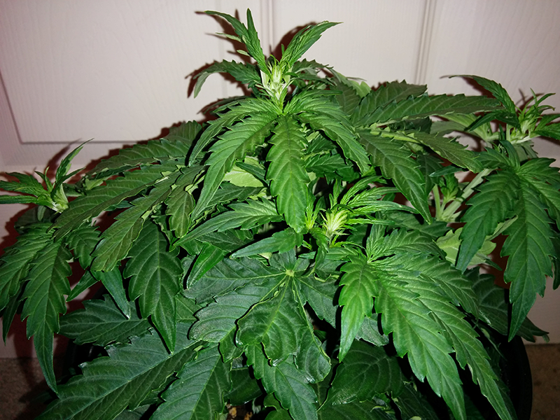 Northern Lights Auto Day 25 - #1 Pic 2