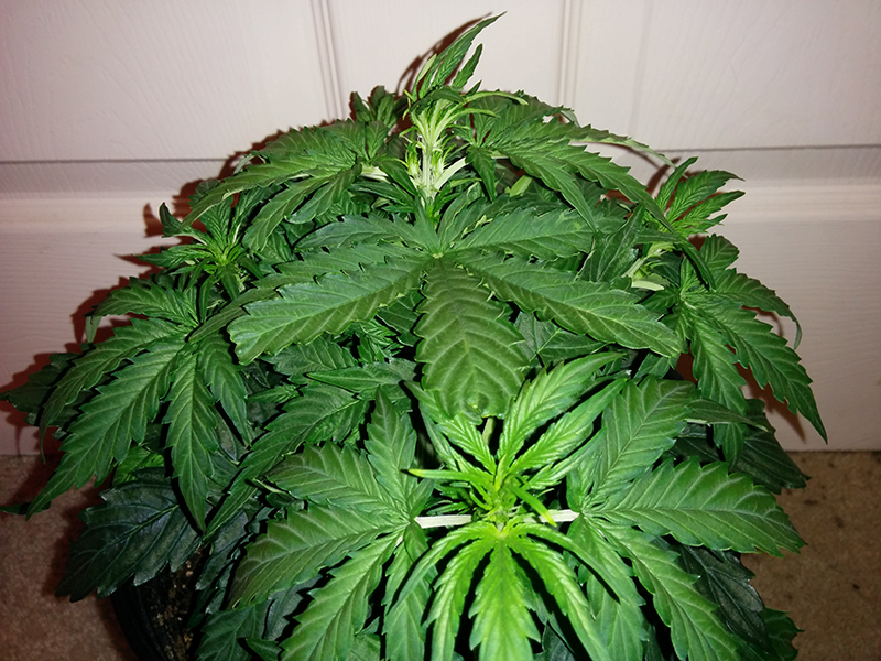 Northern Lights Auto Day 25 - #1 Pic 3