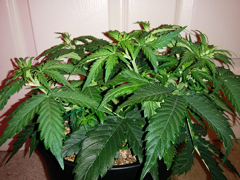 Northern Lights Auto Day 25 - #2 Pic 2