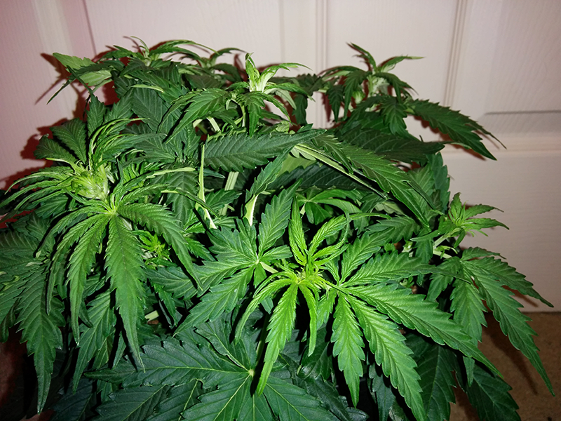 Northern Lights Auto Day 25 - #2 Pic 3