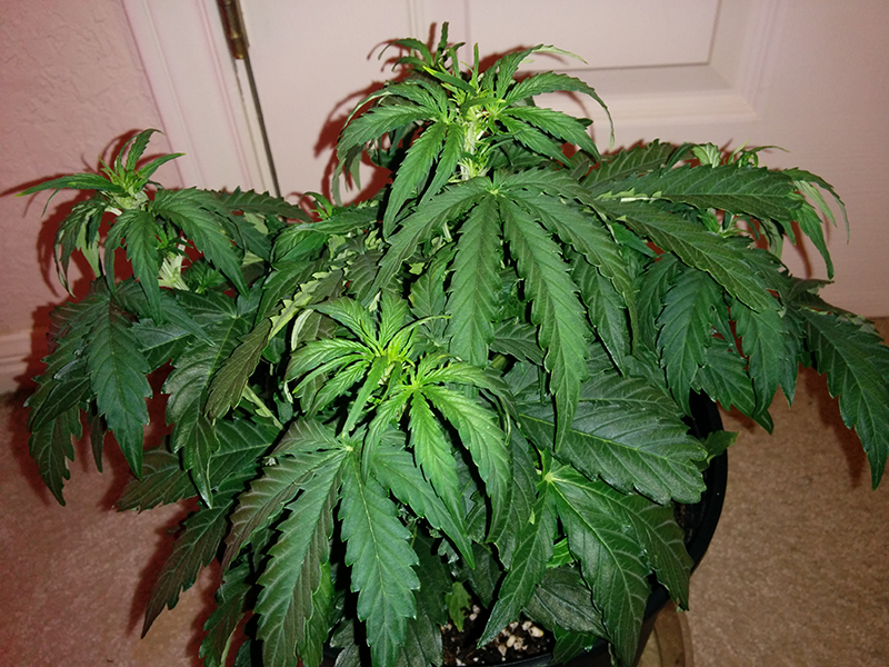 Northern Lights Auto Day 27 - #1 - Pic 2