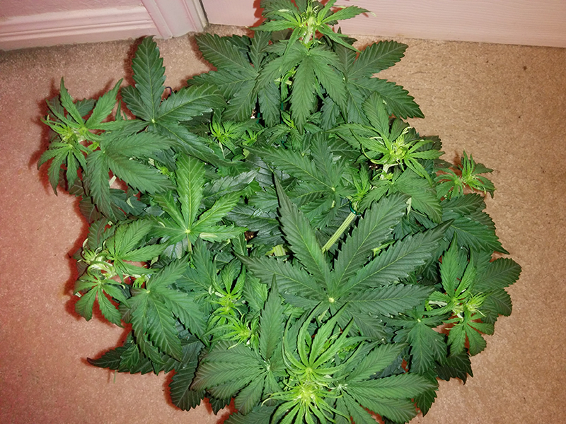 Northern Lights Auto Day 27 - #2 - Pic 1