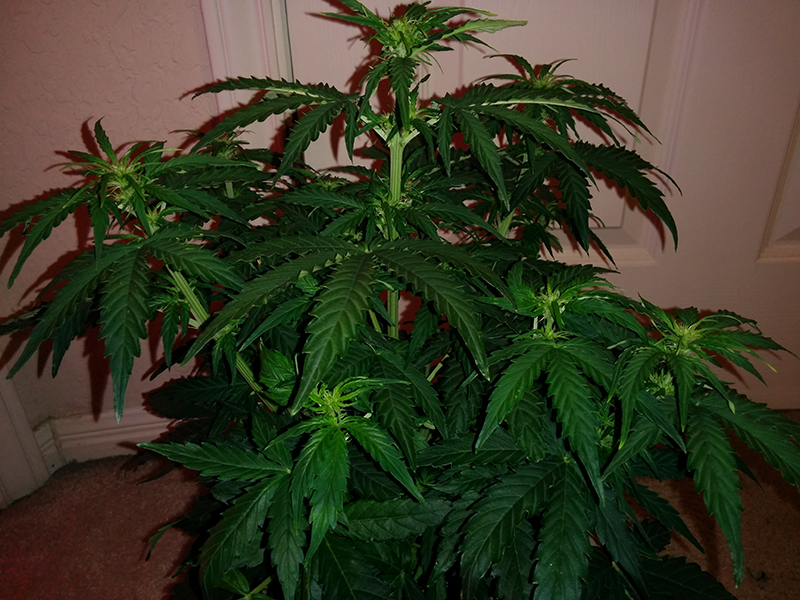 Northern Lights Auto Day 31 - #1 - Pic 2