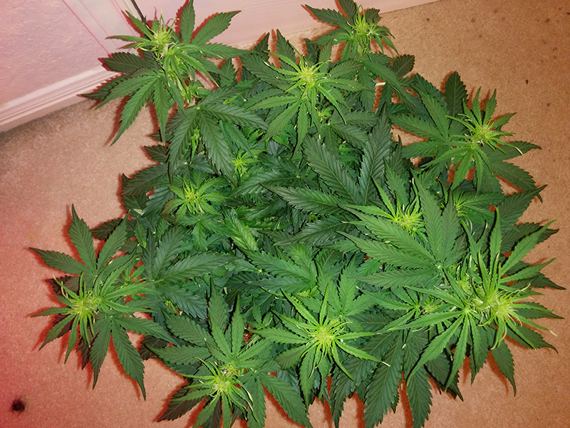 Northern Lights Auto Day 31 - #2 - Pic 1