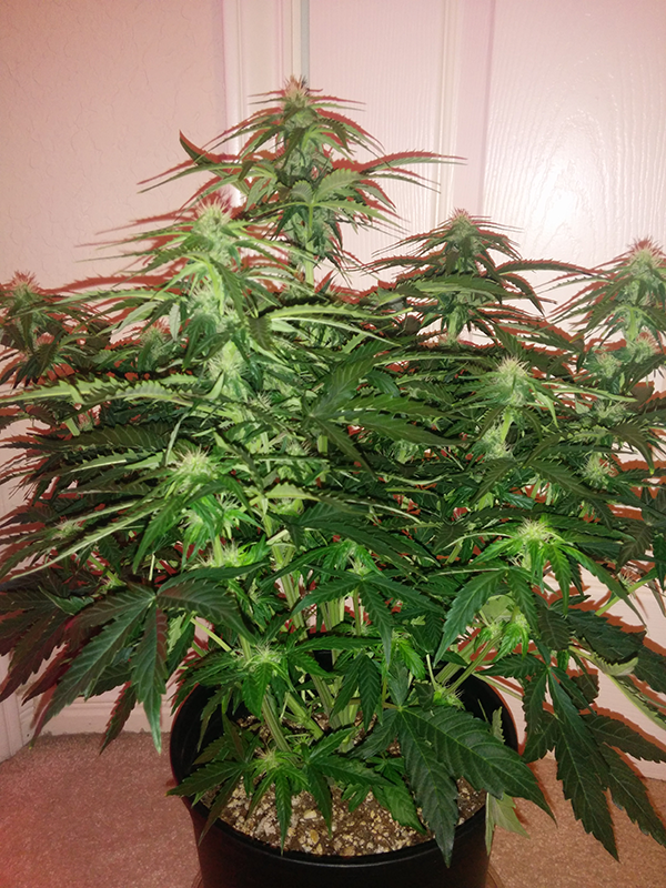 Northern Lights Auto Day 40 - #1 - Pic 2