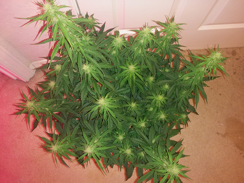 Northern Lights Auto Day 40 - #2 - Pic 1