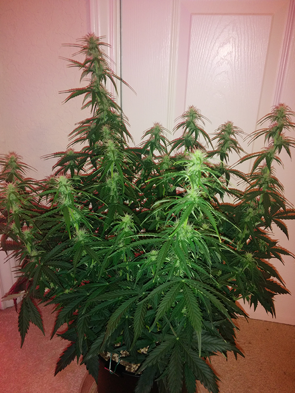 Northern Lights Auto Day 40 - #2 - Pic 2