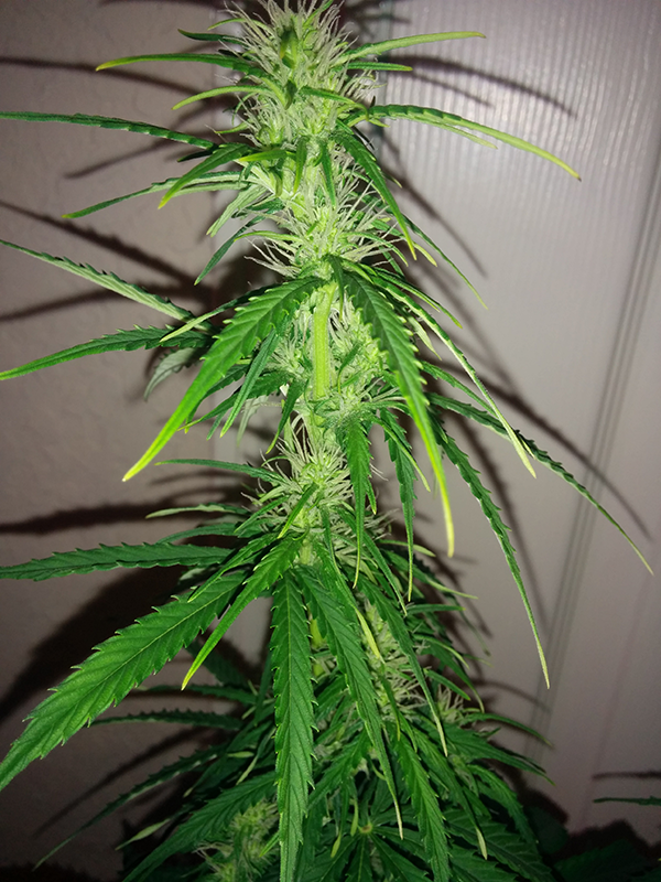 Northern Lights Auto Day 40 - #2 - Pic 3