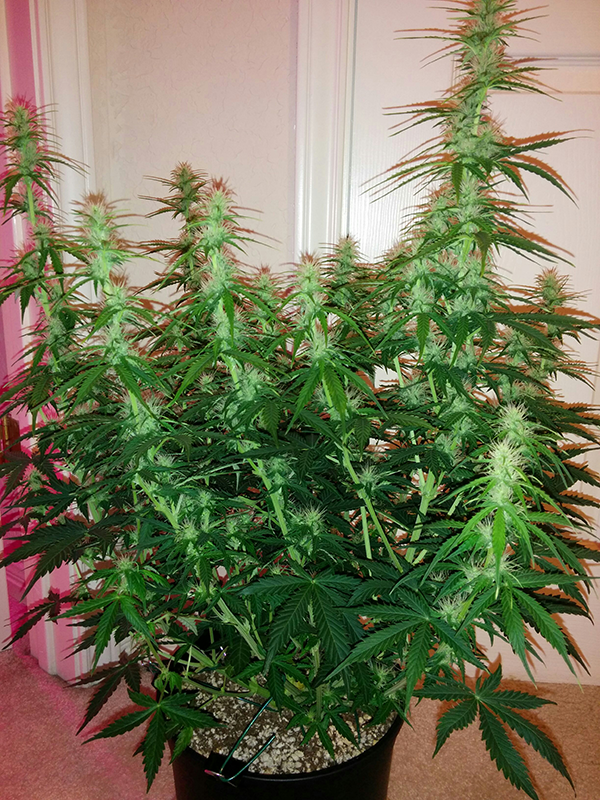 Northern Lights Auto Day 43 - #2 - Pic 2